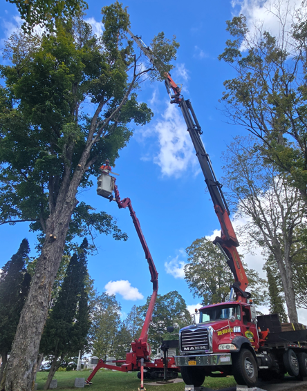 Two red crane trucks trimming tall trees in a park under a blue sky