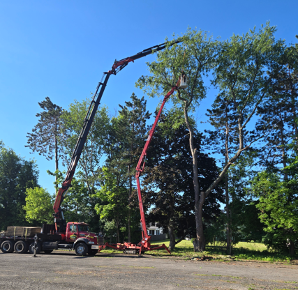 Two tree crews with red and black cranes trimming a large tree in a sunny park