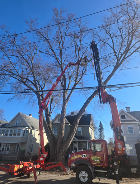 Two bucket trucks trimming a large tree between houses on a residential street under a blue sky