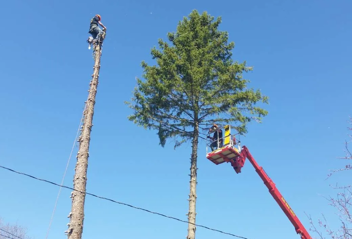 Two workers in lifts trimming tall trees against a blue sky.