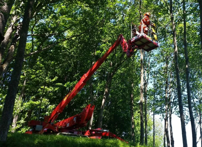 Red cherry picker lifting a worker in a basket among tall trees in a wooded area
