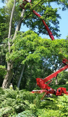 Red cherry picker lifting a worker beside tall trees in a lush green area