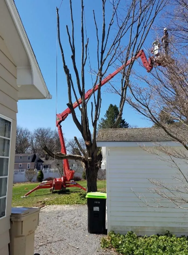 Red boom lift trimming a tall tree beside a house on a sunny day
