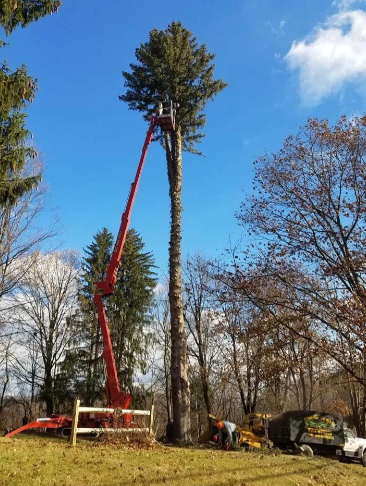 Red crane trimming a tall tree in a wooded area, with workers and equipment below under a blue sky