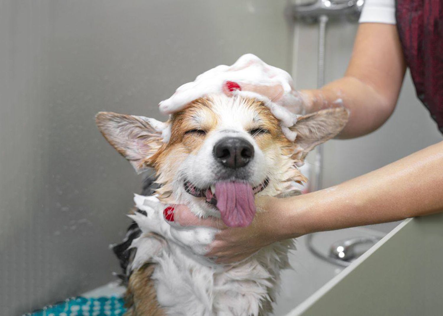 Family Animal Hospital