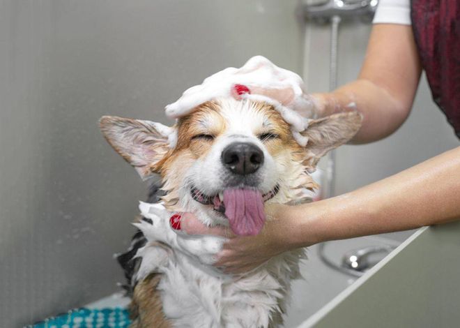 Family Animal Hospital