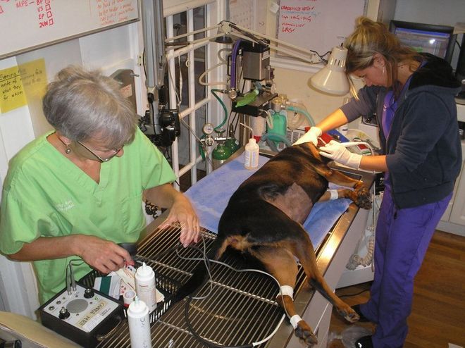 Family Animal Hospital