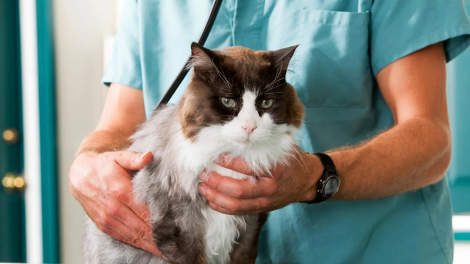 Family Animal Hospital