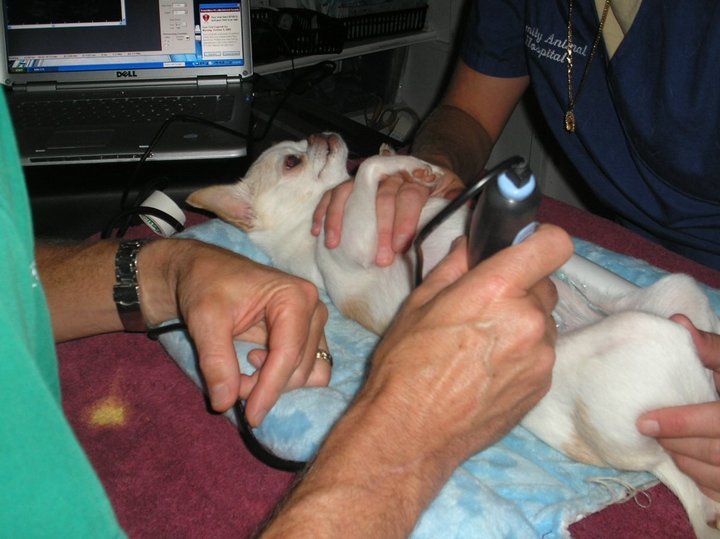 Family Animal Hospital