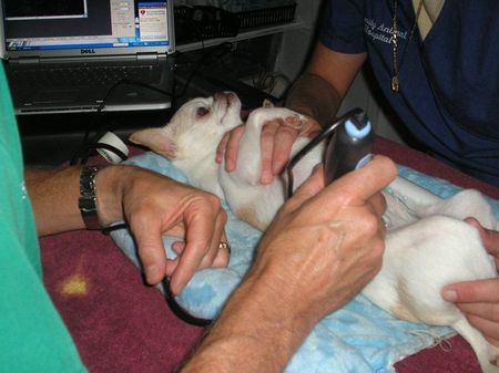 Family Animal Hospital