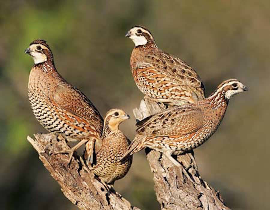 Wild Quail