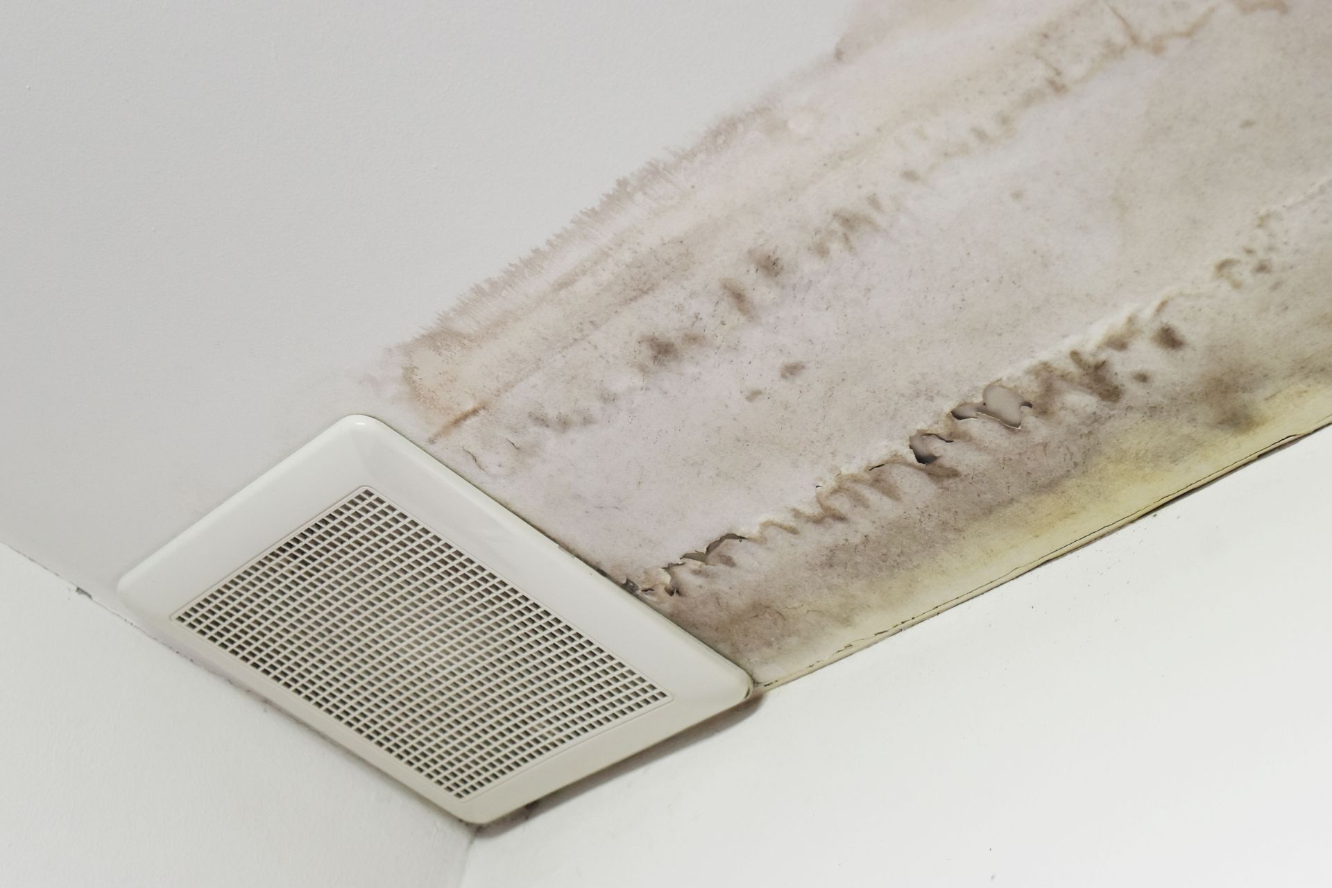 How to Spot Water Damage and Prevent Mold Growth Early