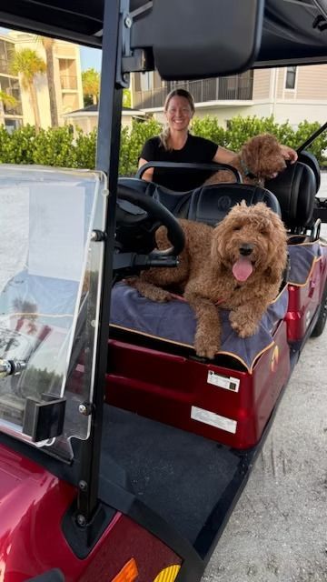 Two dogs ride in a red golf cart while a person sits behind them outdoors.
