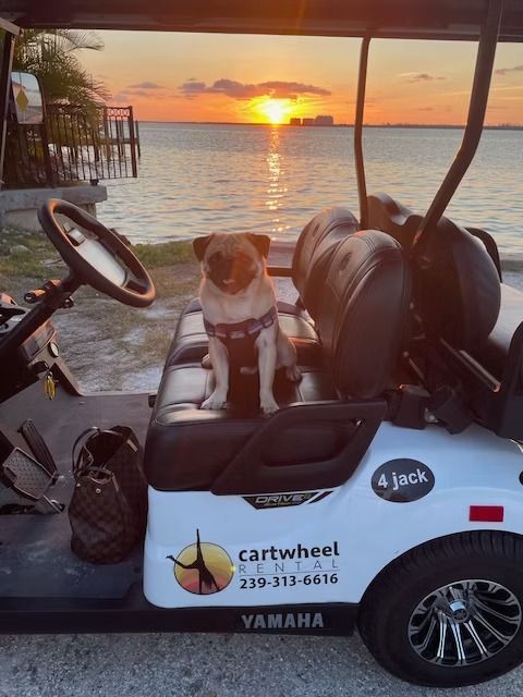 Golf cart by a sunset lake with a small dog sitting on the seat