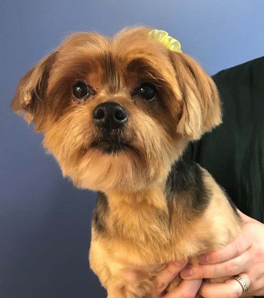 Bows & Bones Pet Grooming Photo Gallery Midlothian, VA