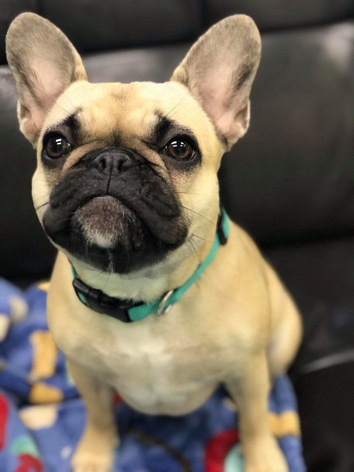 Bows & Bones Pet Grooming Photo Gallery Midlothian, VA