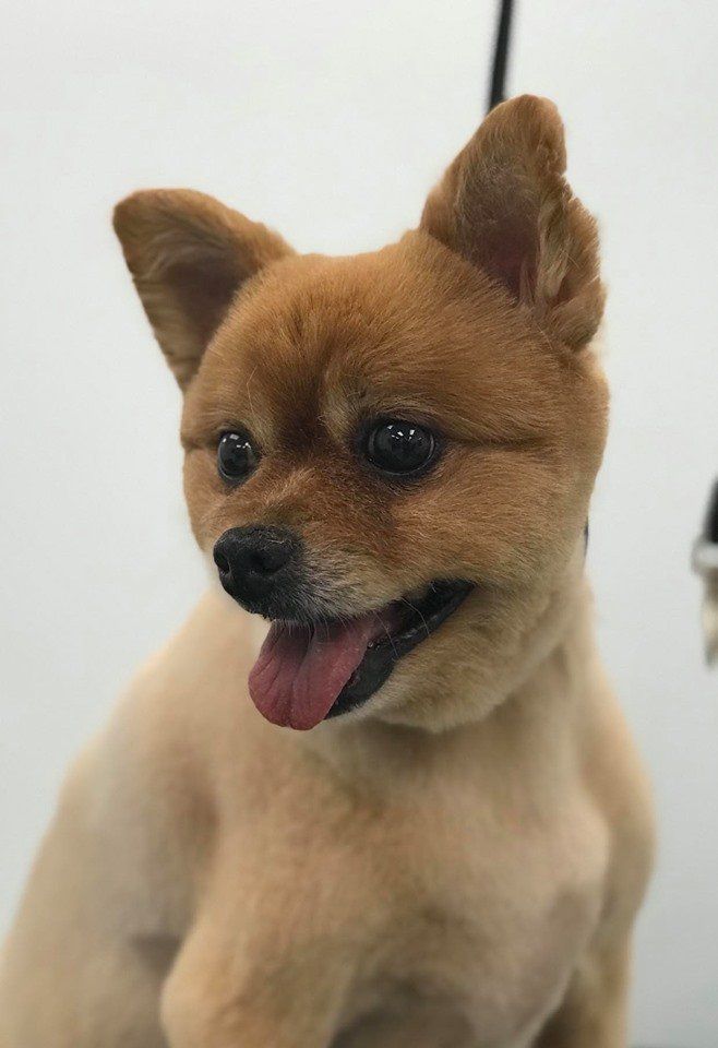 Bows & Bones Pet Grooming Photo Gallery Midlothian, VA