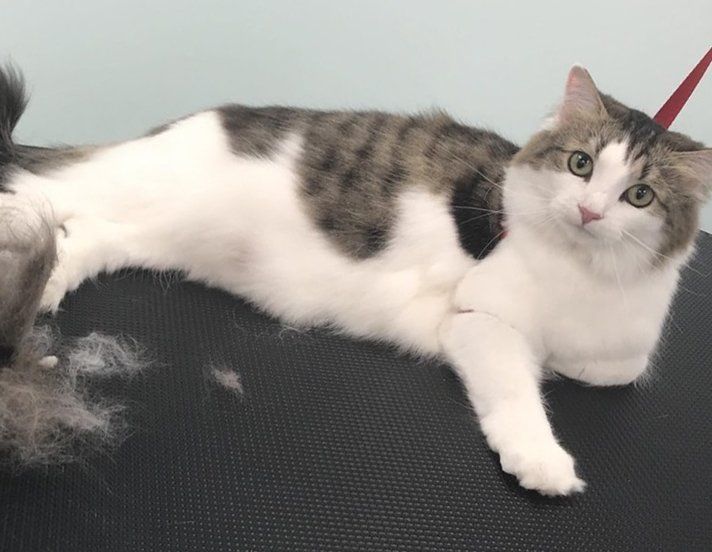 Bows & Bones Pet Grooming photo gallery