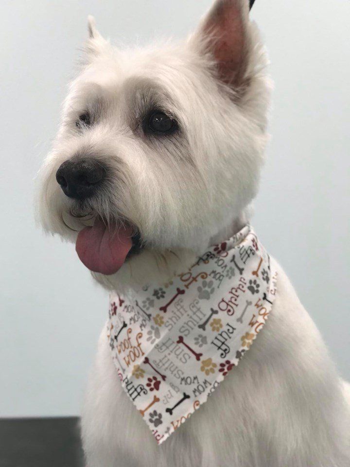 Bows & Bones Pet Grooming Photo Gallery Midlothian, VA