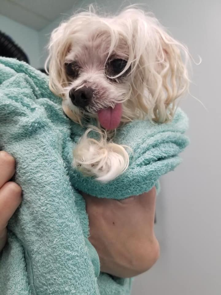 Bows & Bones Pet Grooming Photo Gallery Midlothian, VA