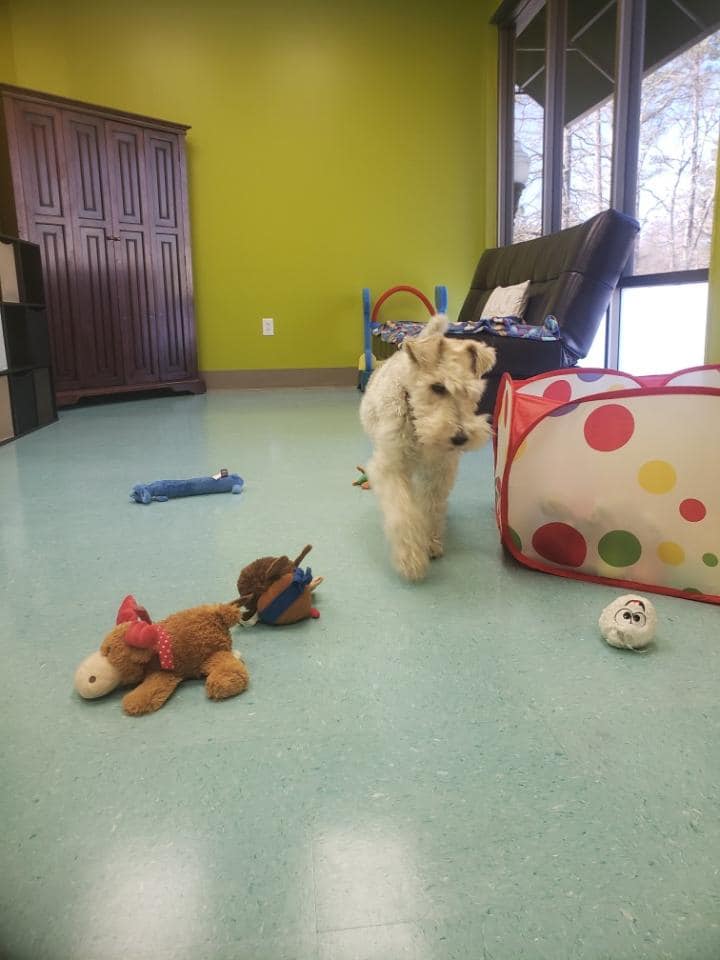 Bows & Bones Pet Grooming Photo Gallery Midlothian, VA