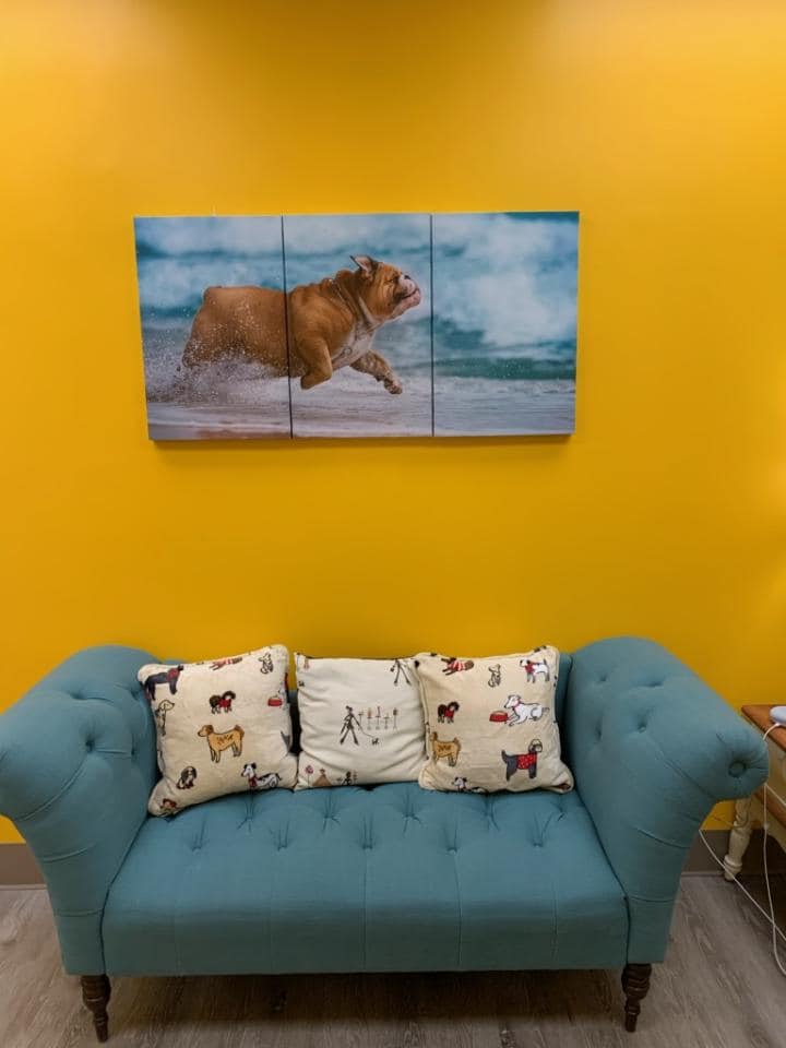 Bows & Bones Pet Grooming Photo Gallery Midlothian, VA