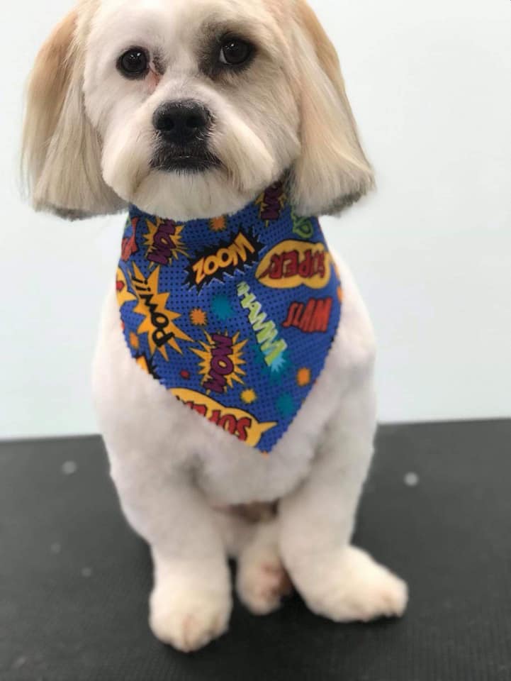 Bows & Bones Pet Grooming Photo Gallery Midlothian, VA