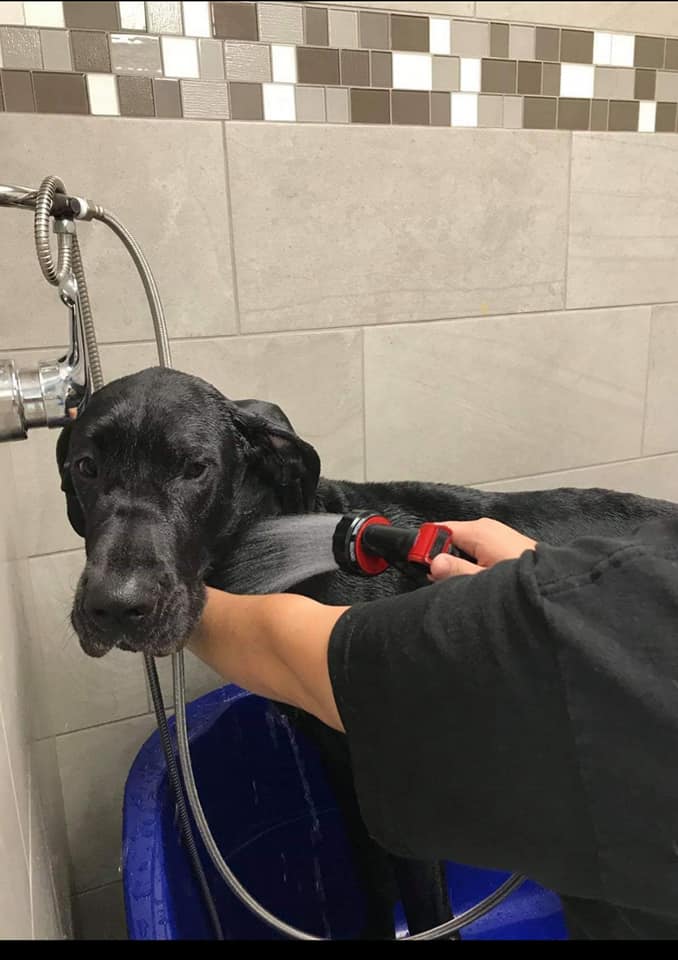 Bows & Bones Pet Grooming Photo Gallery Midlothian, VA