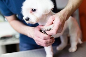 Bows and hot sale bones grooming