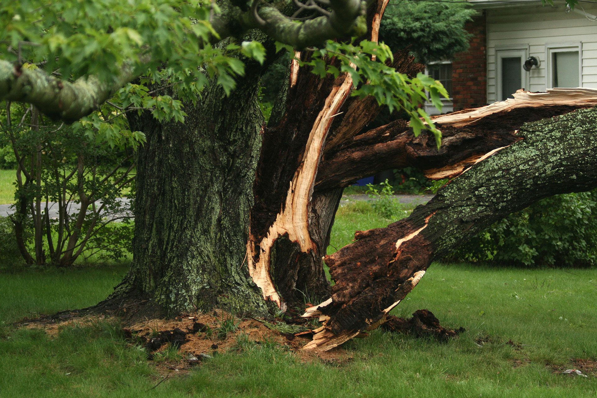 Split, damaged tree trunk on a lawn, with a house in the background.