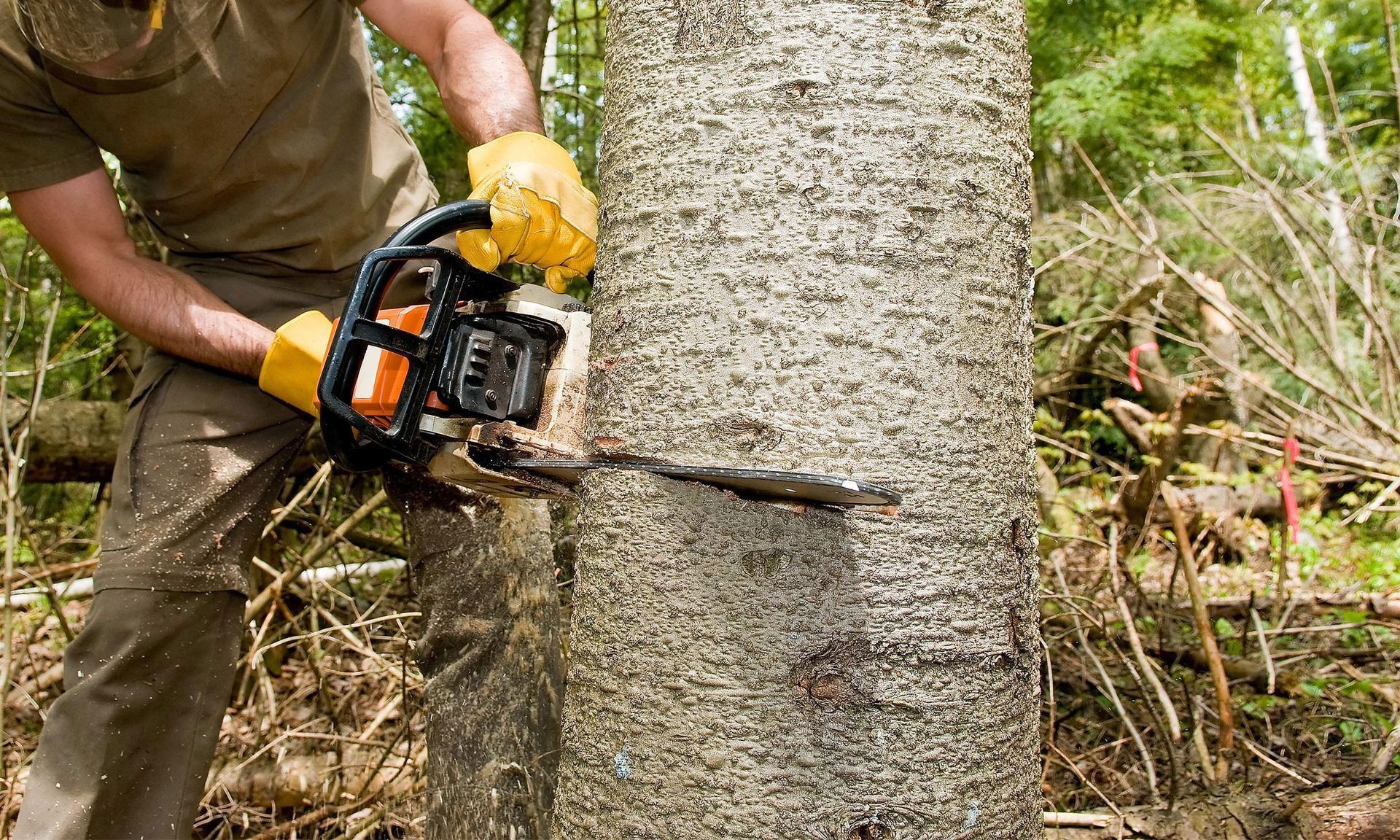 Person cutting a tree with a chainsaw outdoors; wearing gloves and safety gear.