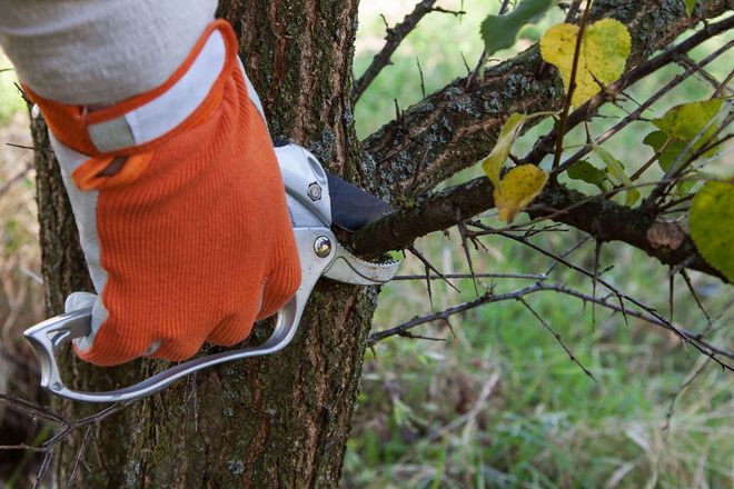 Gloved hand pruning a tree branch with silver clippers; orange and white glove, brown tree bark.