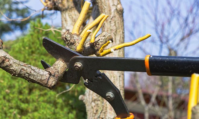 Pruning shears cutting yellow branches from a tree trunk outdoors.