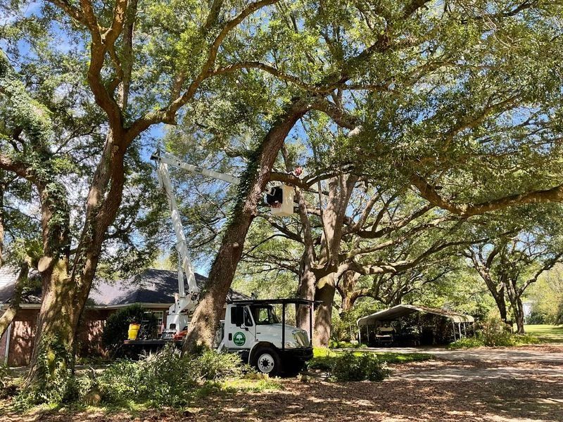 Tree trimming service in progress: a truck with a lift is used to prune large, leafy trees near a house.