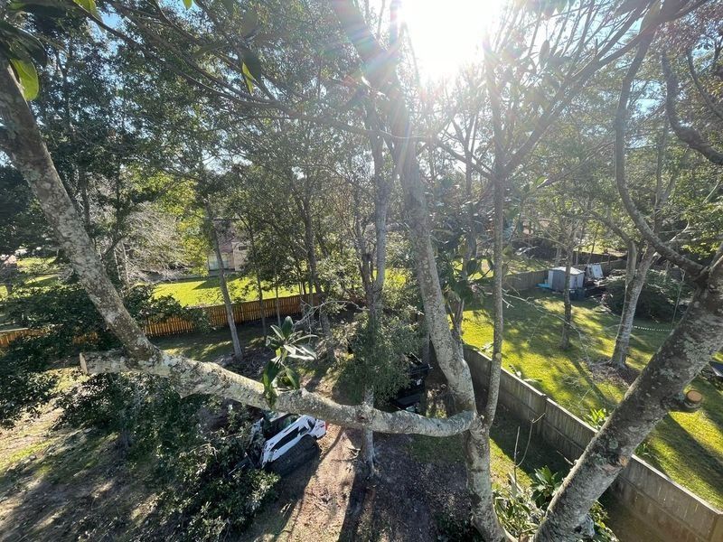 Sunlight through tree branches, backyard scene with a fence, and house.