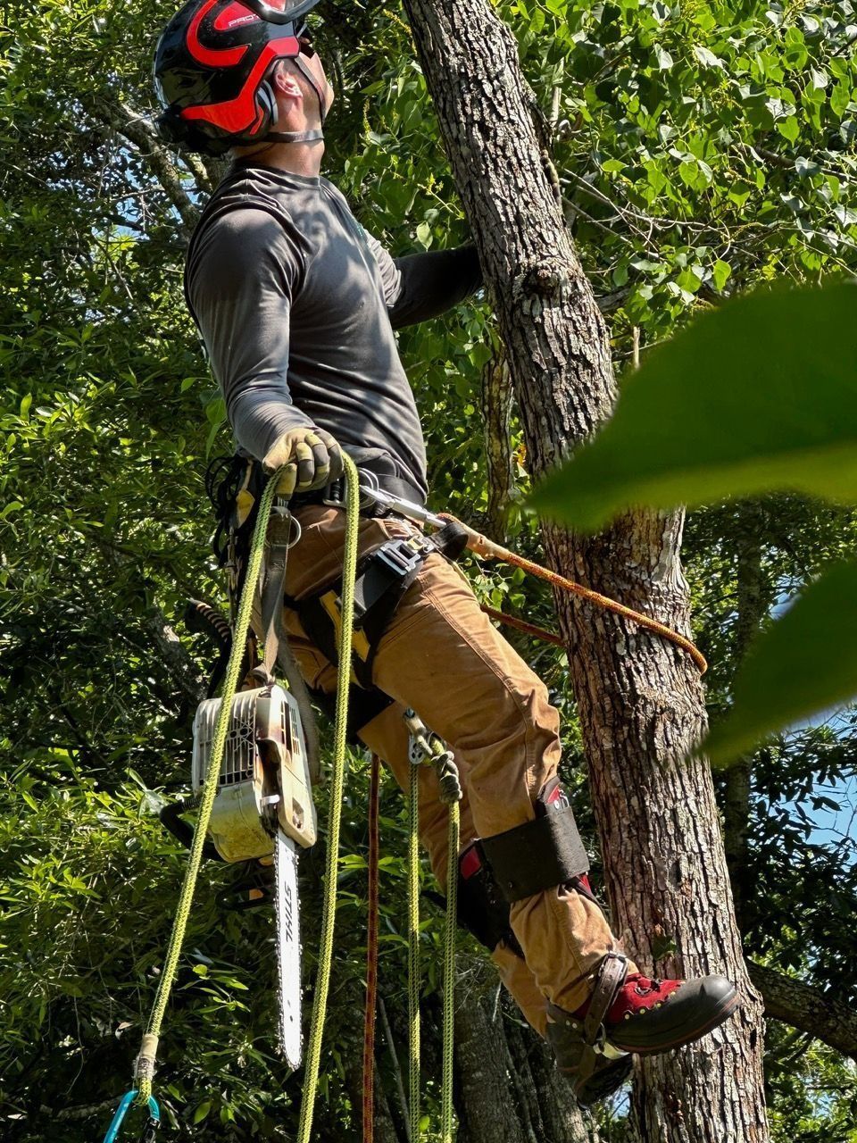 Arborist in helmet and safety gear climbing a tree with a chainsaw, looking upwards.