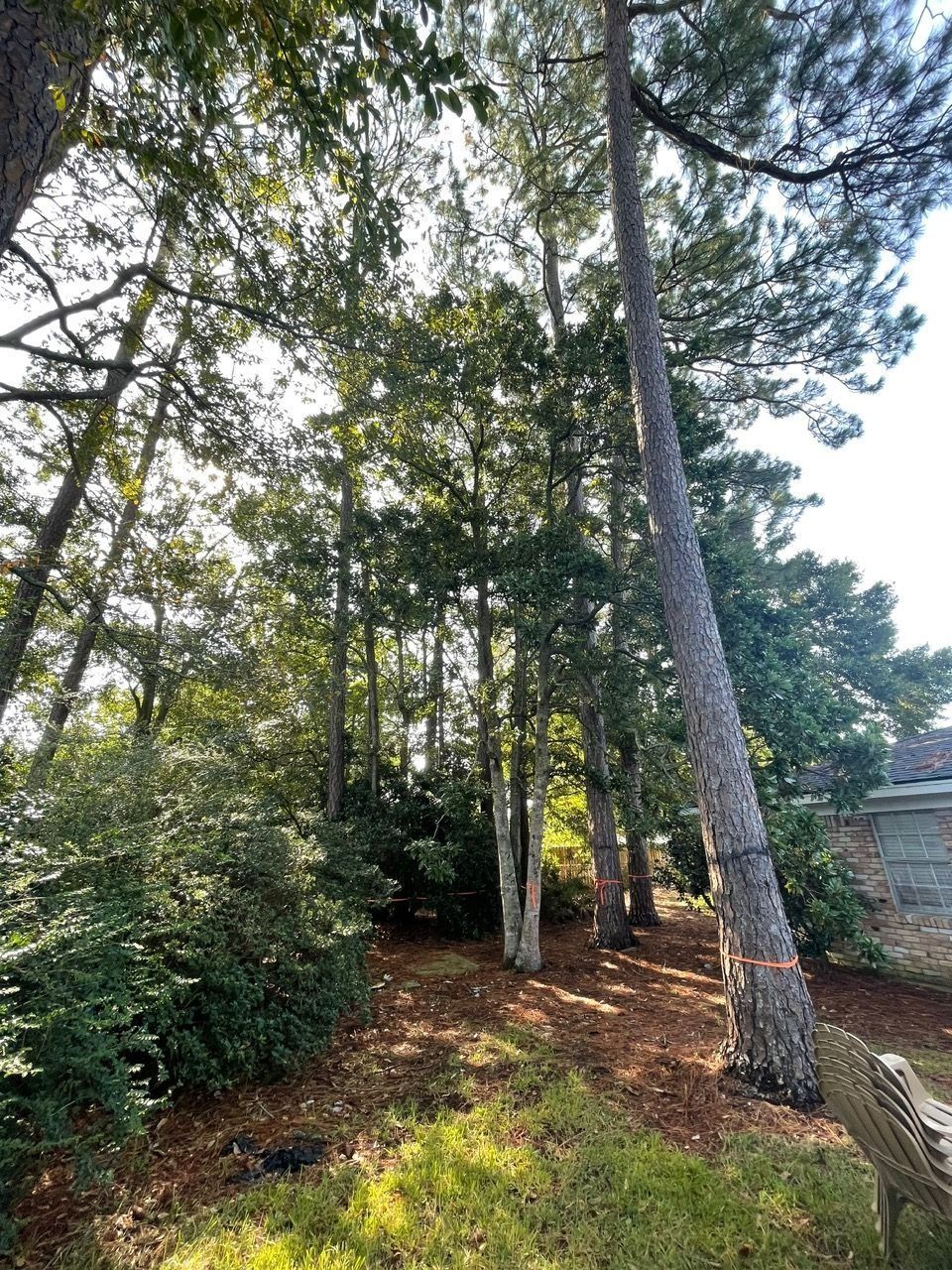 Trees and sunlight in a wooded area. Brown leaves, green foliage, and blue sky.