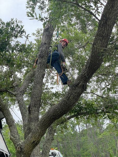 Arborist in a tree wearing a helmet and harness, trimming branches, overcast day.