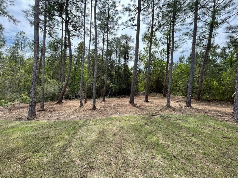 Grassy foreground with a forest of tall, slender trees in the background under a bright sky.