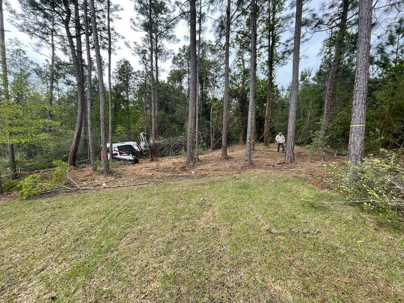 A cleared area in a pine forest with a white vehicle and a person standing. Green grass in the foreground.