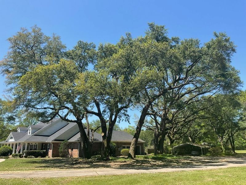Large oak trees frame a brick house with a blue sky in the background.