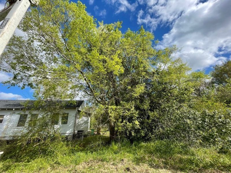 Large tree next to a white building with green grass and blue sky, some clouds.