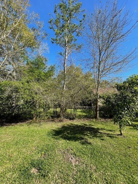 Grassy yard with several trees; one tall with green leaves, others with bare branches; clear blue sky.