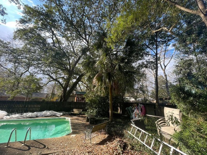 Backyard with a swimming pool, palm tree, and assorted foliage under a bright, partly cloudy sky.