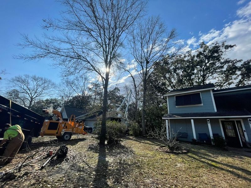 Tree service removing trees near a blue house with a chip truck and workers on a sunny day.