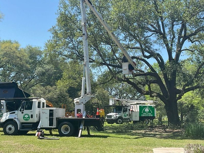 Two white tree service trucks with raised lifts pruning a large tree on a sunny day.
