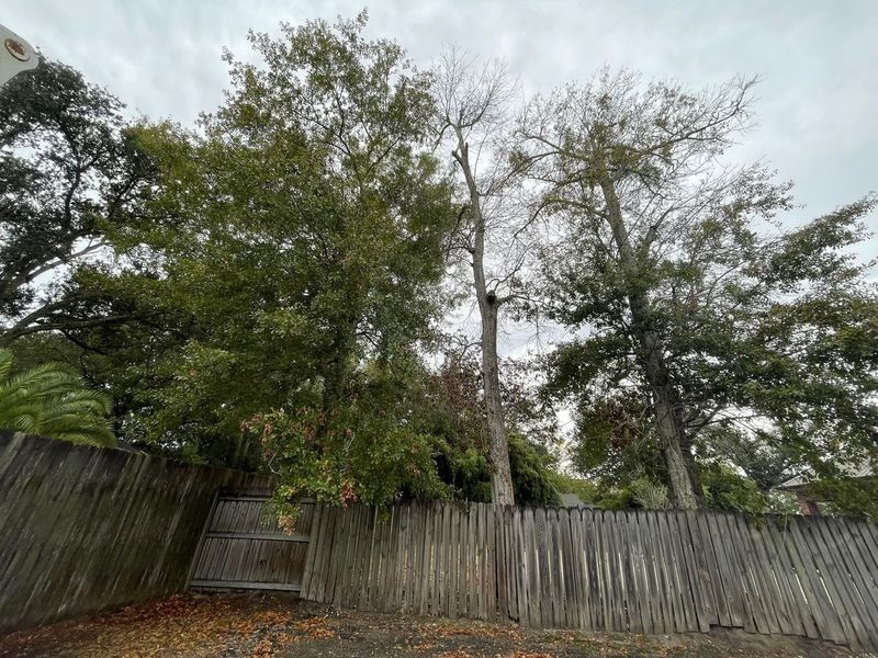 Trees behind a weathered wooden fence on an overcast day.
