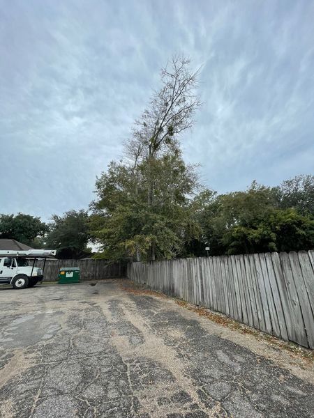 Tree with dead branches, growing behind a wooden fence and a parking area under a cloudy sky.