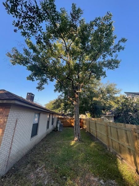 Backyard with a tall tree, brick house, wooden fence, and blue sky.