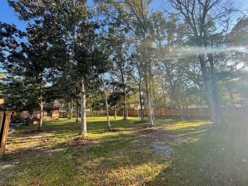 Trees in a grassy yard with a house and wooden fence in the background under a blue sky.